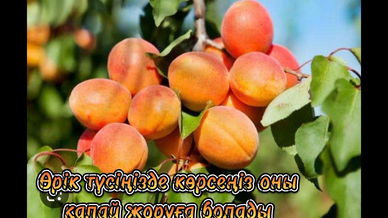 Желідегі кішкентай қара әйелдер порносы