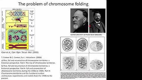 Chromosome folding: Lessons from polymer physics
