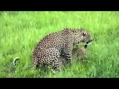 animals having sex with other animals videos