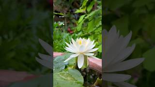 Dil Ka Rishta (Sad) 🥀 Emotional Lyrics | Feel This Song 🎧 #love #flowers #nature #lyricsvideo