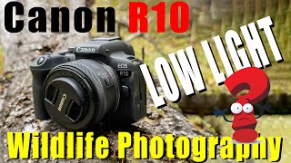 Canon R10 - Low Light Review for Wildlife Photography