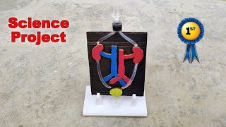 How to make kidney working model for science project | Science Exhibition Project