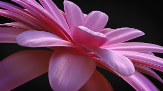Flower Elegant Logo Reveal After Effects Templates