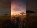savanna sunset