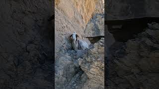 JEBEL SHAMS #SHORTS