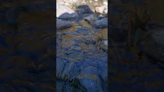 Water Flows Vall De Boi 1922021