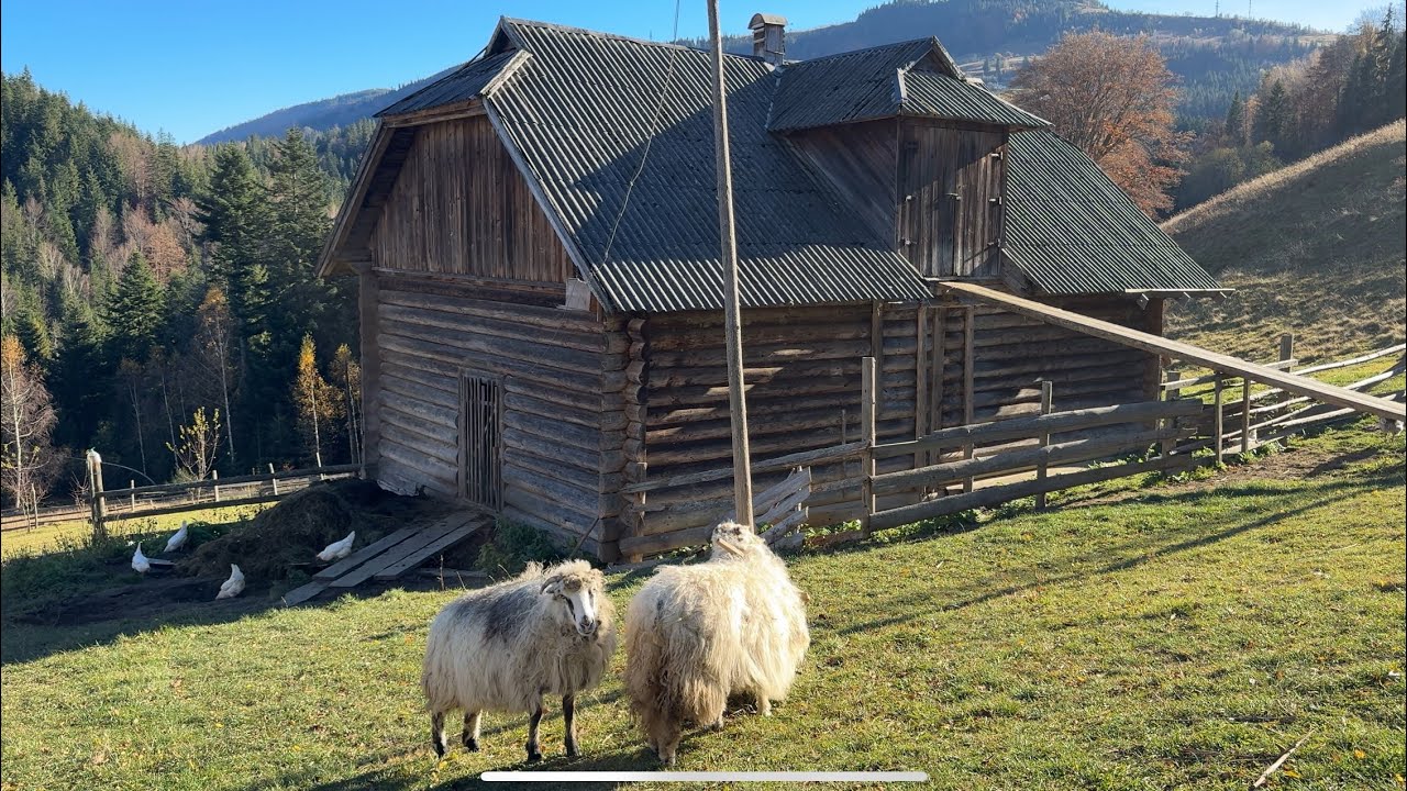 Традиційне життя родини Гуцулів. Буденні справи у горах Карпат