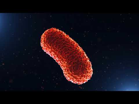 Video: Unterschied Zwischen Viraler Und Bakterieller Meningitis