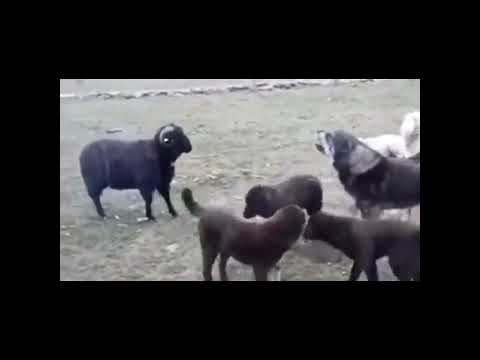 Видео: Ръководство за овце в кучета