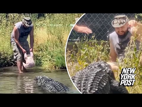 Worker narrowly escapes being bitten by 600-pound alligator during feeding time | New York Post