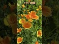 モーツアルト　弦楽四重奏曲 #shorts #flowers #クラシック #癒し
