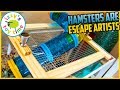 Hamsters are Escape Artists! Izzy's Toy Time Builds a Tower Topper