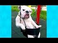 Stupid Dogs Doing Weird Things COMPILATION #2 ★ Funny Dogs Video