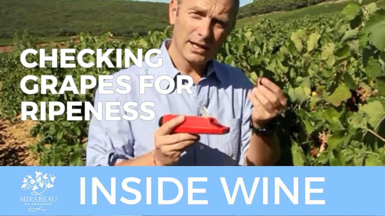 Checking grapes for ripeness - YouTube