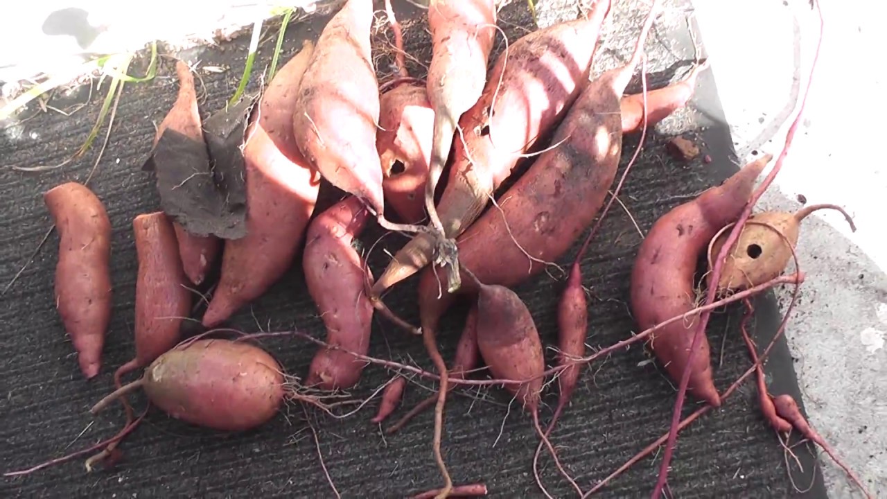 Bumper sweet potato harvest (Old video November 2015)