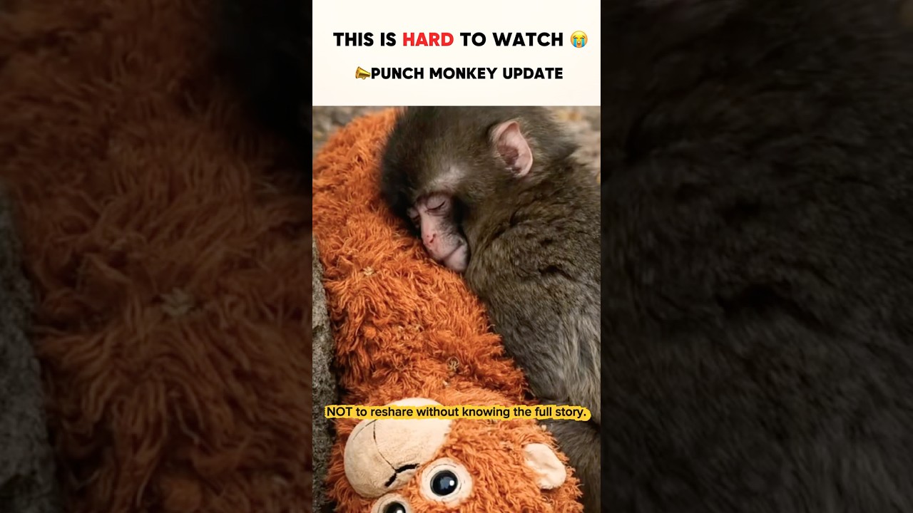 The Truth Behind The Viral “Punch Monkey”