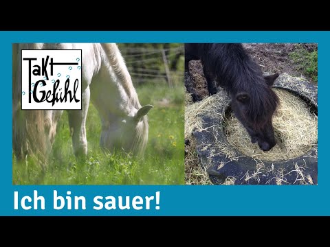 Video: Wie viel Heu brauchen meine Tiere für den Winter?