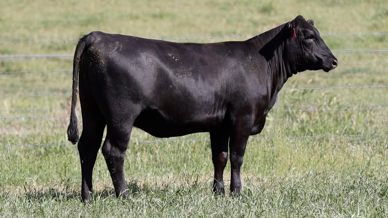 Lot 106 NZC22T165 KO Angus Heart of the Herd Female Sale 2023 - YouTube