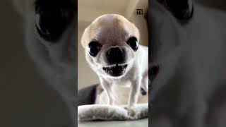 Angry Dog Sound - Dog Sound | Dog Sound Effect | Dog Lover
Angry Dog Sound
Dog Sound
Dog Sound Effect
Dog Lover
#angrydog #angrydogs #dogs #dogsound #dogsoundeffect #dog #doglover #doglovers Angry Dog Sound - Dog Sound | Dog Sound Effect | Dog Lover