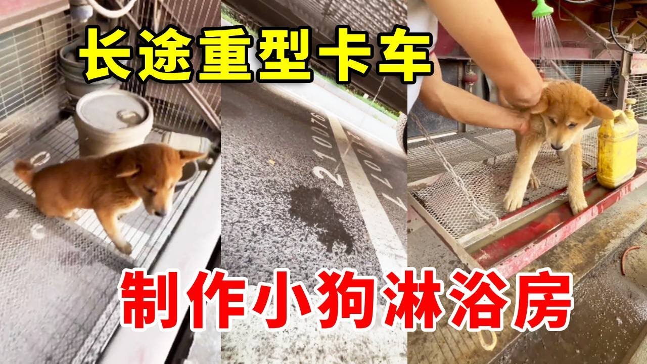 没想到小狗竟直接在卡车上尿了，制作小狗淋浴房帮它洗澡#pets #老友狗狗 #animals #funny #cute #中华田园犬
