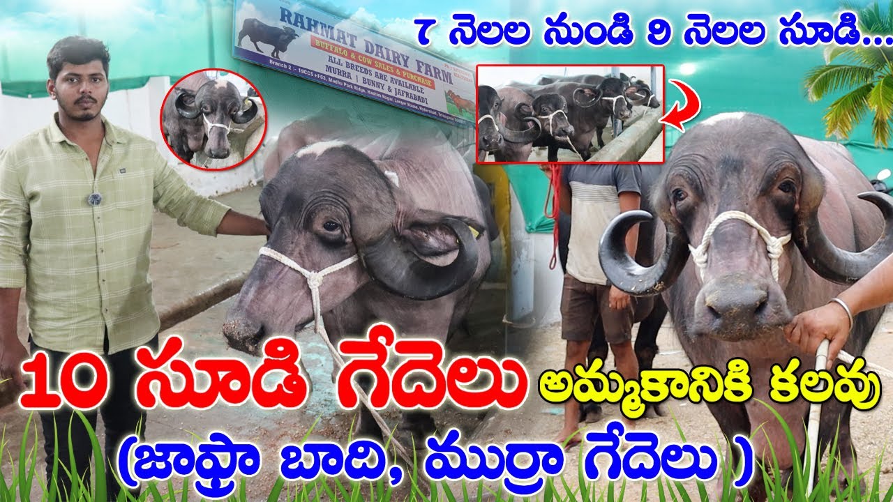 Pregnant Buffaloes sale | డైరీ ఫార్మ్ లో 10 సూడి గేదెలు అమ్మకానికి కలవు | జాఫ్రా బాధి ,ముర్రా గేదెలు