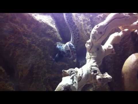 Seth the Spotted Python feeds upside down.