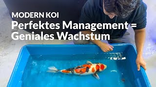 With Makoto at Alex's indoor fish tanks | Modern Koi Blog #7657