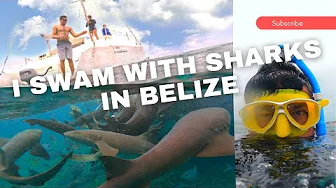Swimming and Snorkeling with Sharks in Belize and Joined their Feeding Frenzy!