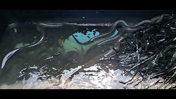 em đến tham quan hầm rắn ri cá nha cả nhà đt 0355783381