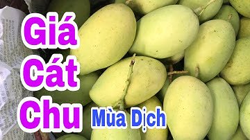 Giá Xoài Cát Chu Hôm Nay | VTK.CHANNEL