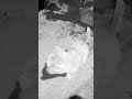 Cat night on the Spot #shorts #viral