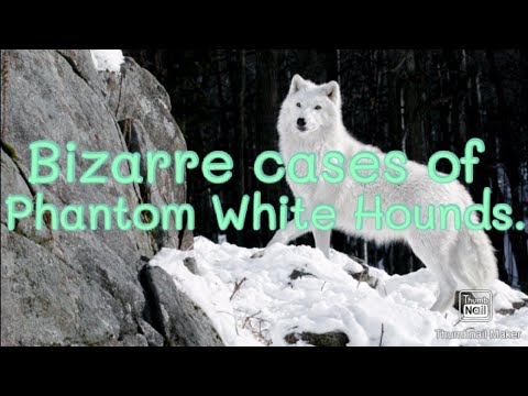 Bizarre cases of Phantom White Hounds.