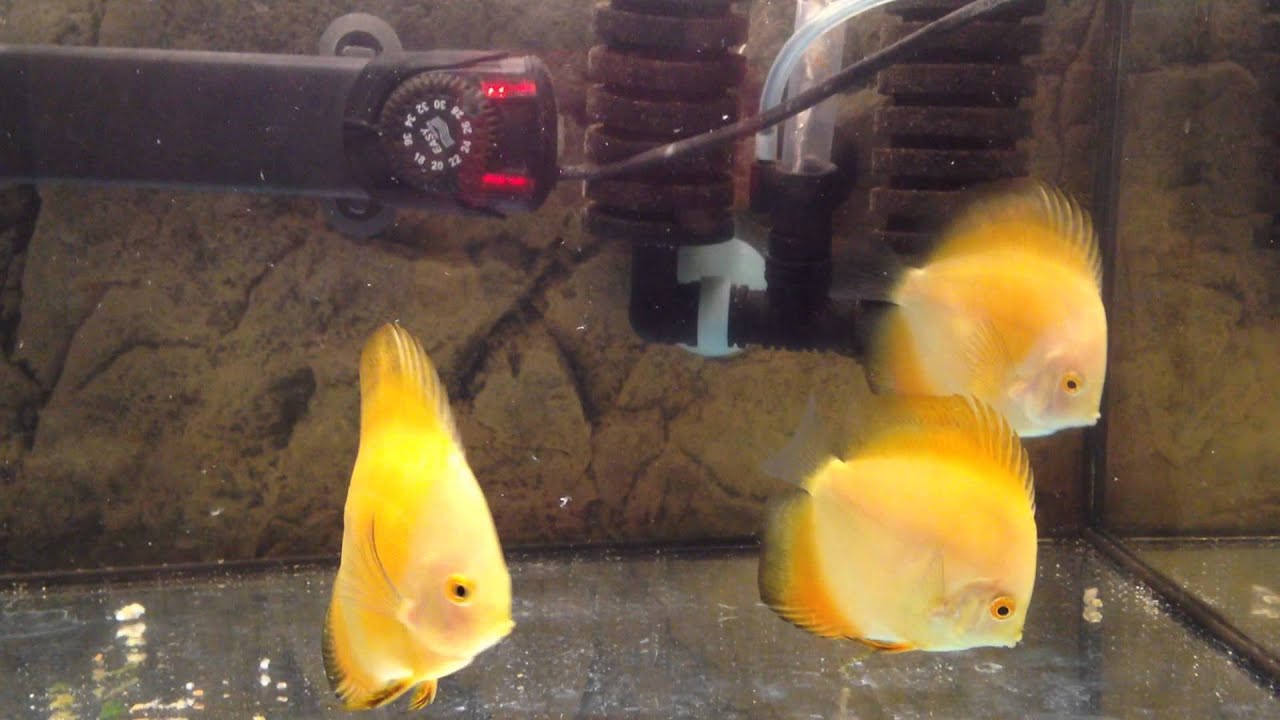 Discus Golden millenium - YouTube