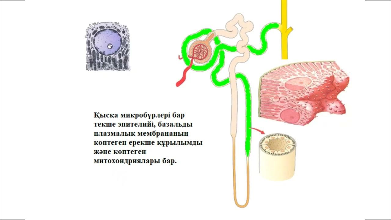Ақ іш киімдегі жетілген порно