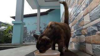 Cat comes to eat with its tail raised by Cats Feed Journey 263 views 4 weeks ago 3 minutes, 14 seconds