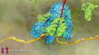 mRNA Translation (Advanced)