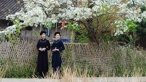 Ngày hội Văn hoá dân tộc Mông - Mùa hoa lê và thi chọi bò huyện Bảo Lạc năm 2024