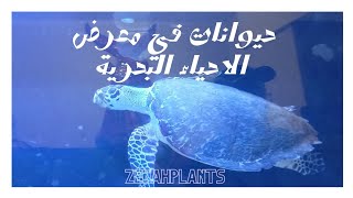 حيوانات في معرض الاحياء البحرية في العقبة @zenahplants