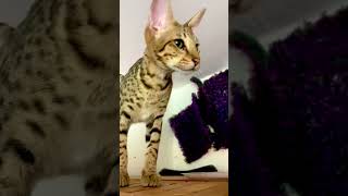 F2 Savannah Cat for sale - savannah-cats.com