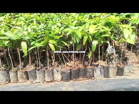 Segera Tanam Bibit Mangga Mahatir, Hasil Panen Menggiurkan!