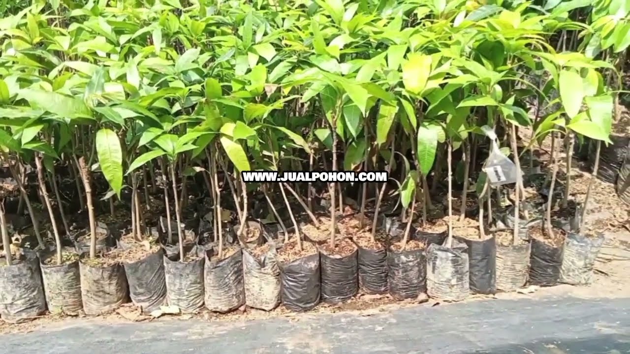 Segera Tanam Bibit Mangga Mahatir, Hasil Panen Menggiurkan!