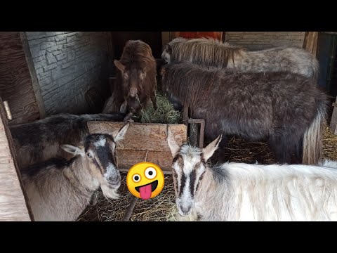Wideo: Jak Hodować Zwierzęta Gospodarskie