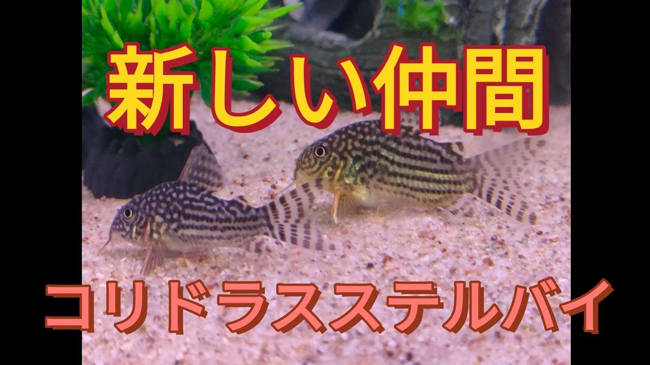 広くなったコリドラス水槽に仲間を5匹増やしました Youtube