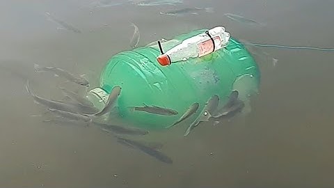 Câu cá đối bằng bình nước, độc lạ  hiệu quả cao. #gauquay #mientay