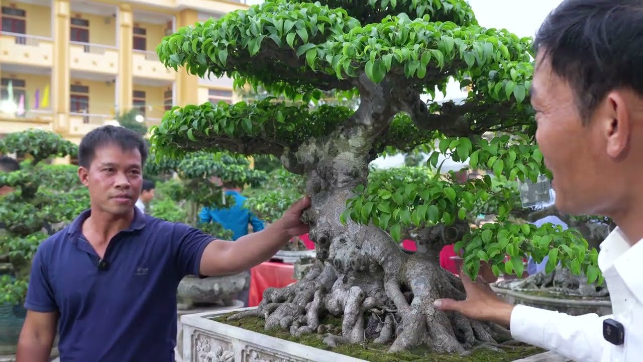 TRƯNG BÀY TRIỂN LÃM CÂY CẢNH XÃ QUỲNH PHỤ TỈNH HƯNG YÊN 2026