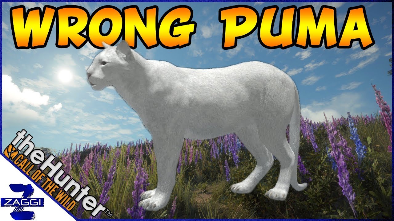 puma albino