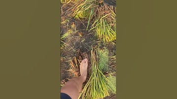 Tuổi thơ ùa về mùa gặt lúa#discovery #gatlua #nôngdân #hoainiem