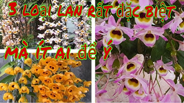 Hoàng thảo chuỗi ngọc và những bí ẩn, cách trồng lan chuỗi ngọc, phong lan rừng pv