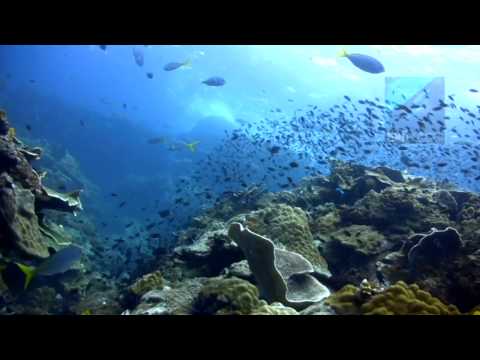 Diving Hin Luk Bat, Koh Chang, Thailand