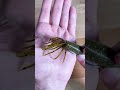 【比較】ファットイカの毛を１本づつカットしてみた(バス釣り)